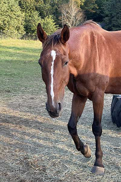 apollo